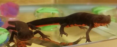 东方蝾螈又叫什么,是我国特有物种