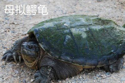 拟鳄龟最大能长到什么程度,人工饲养体长可达到30-45厘米左右