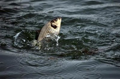 鲫鱼的食物,蚯蚓、螺肉、馒头、蛋黄等食物均可饲喂