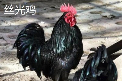 特种鸡的价格，根据实际情况选择养殖品种