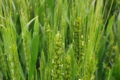 小麦授粉期能不能浇水,授粉期不可浇水