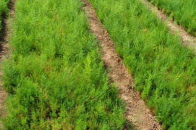 天门冬的种植技术，春天和秋天都可播种繁殖