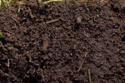 铃兰花苗的价格,因规格不同而有所差异