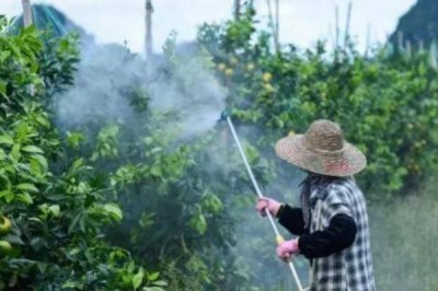 有哪些水稻田除草剂，包括吡嘧磺隆、苄嘧磺隆、丁草胺等药物