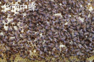 中蜂的品种,群势大小不一