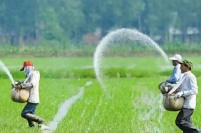 南方稻田怎么使用丸粒尿素,移栽水稻时可深施至稻株中间