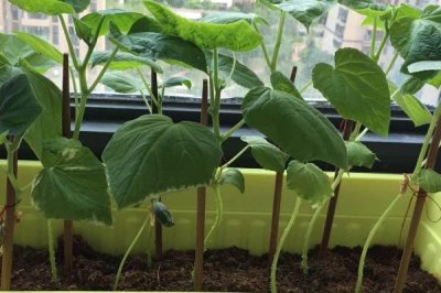 家庭版黄瓜种植技巧,一年四季均可播种