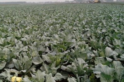 露天花菜的种植方法,早熟和极早熟品种适合在6-9月份种植