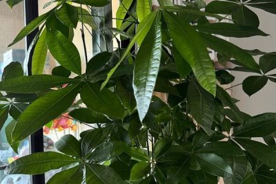 栽植发财树要注意什么,移栽前要剪除被压断的须根