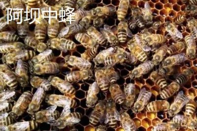 广东适合养什么中蜂,根据需求选择品种