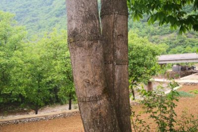 杜仲如何环剥以及要注意什么，在距离地面20厘米处横割一圈即可