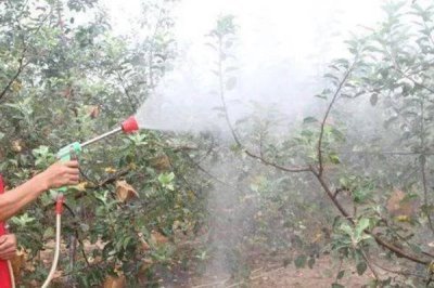 苹果高产园怎么施肥用药，萌芽至开花前第一遍用药