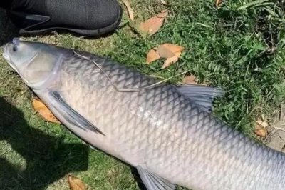 青鱼的养殖技术,培育好饵料之后再开始进行放养