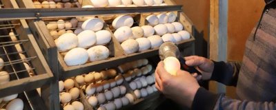 机器孵化鹅苗需要多少天,一般需要经过一个月左右