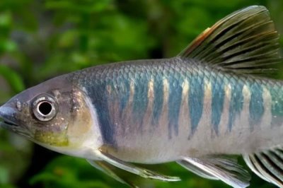 马口鱼的养殖技术,在3-4月份投放鱼苗