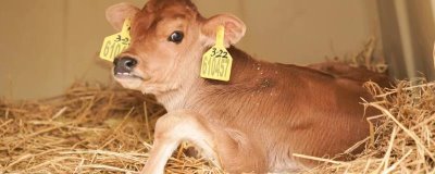 养一头牛一年的纯利润，利润为5700-5900元左右