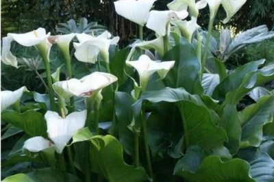 马蹄莲为何不开花,可能是缺光、施肥或浇水不当造成