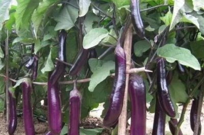 茄子如何提高坐果率，在定植后应及时进行摘心