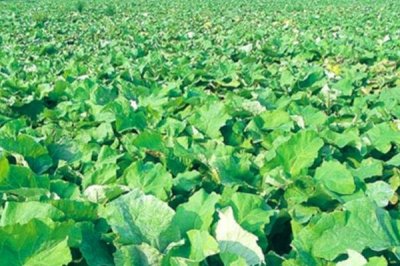 牛蒡的产地，在我国主产于江苏、山东等省份