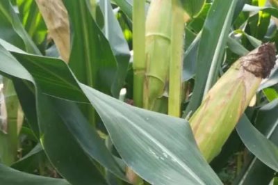 谷大681玉米种子简介,中抗穗腐病