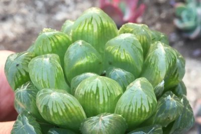 姬玉露闷养的方式，要防止阳光直接照射和浇水