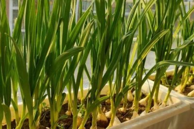 大蒜如何盆栽,应将尖端朝上埋入土中