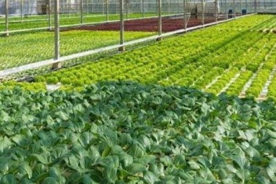 菠菜的生长适温，适宜温度为15-20℃