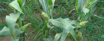 油玉909玉米品种简介，防治虫害