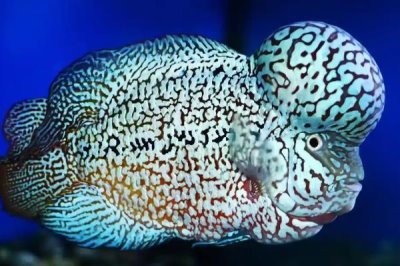 罗汉鱼对氧气要求大吗，需求量是比较高的