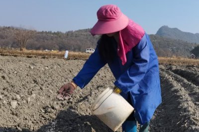 吡虫啉有什么作用,可防治飞虱、叶蝉、蚜虫等害虫
