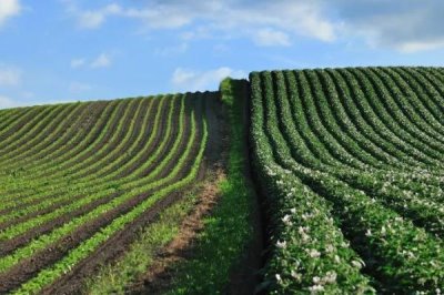 我国未来的农业发展趋势,有机农业前景可观