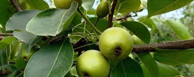 梨树锈病危害特征,主要危害叶片、新梢和幼果