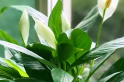 一帆风顺花怎么养殖,可常年放在室内具有散射光的位置