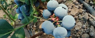 奥尼尔蓝莓的外观特点,颜色暗蓝、果粉较少、肉质较硬