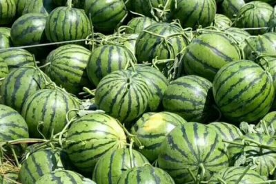 西瓜新品种有哪些，有黑武士、春风、巧玲等