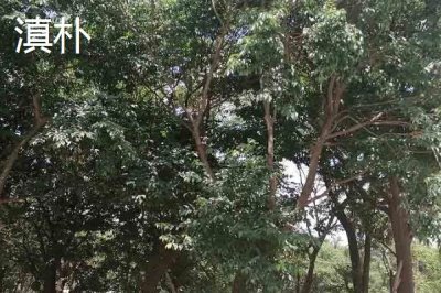 朴树常见的品种有哪些,均可作为绿化树种