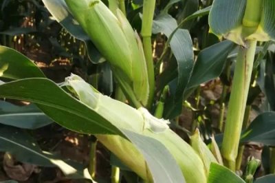 桂单162玉米品种简介，大喇叭期可用注意防治玉米螟