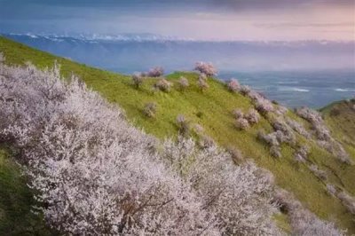 伊犁吐尔根杏花的花期时间，在3-4月份开花