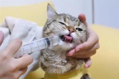 猫感冒打喷嚏能不能喂人用药，容易产生副作用甚至会中毒致死