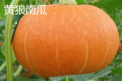 我国有哪些本土南瓜品种,蜜本南瓜可抗病毒病