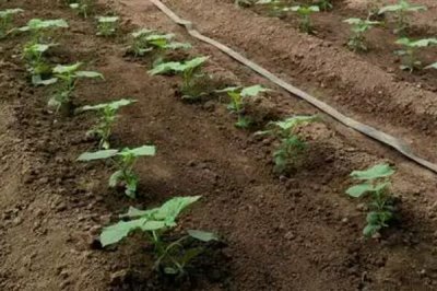 吡虫啉能直接撒土吗,可以直接撒在土上