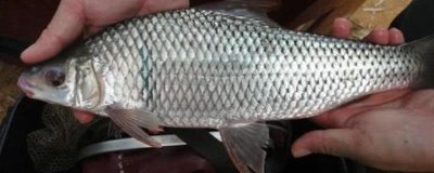 鲮鱼是什么鱼,是常见的淡水鱼类