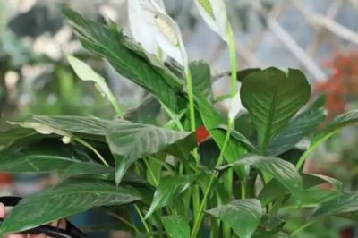 一帆风顺花怎么养殖,可常年放在室内具有散射光的位置