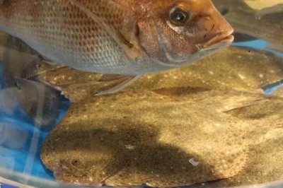 多宝鱼养殖的市场前景,是一个非常不错的养殖项目