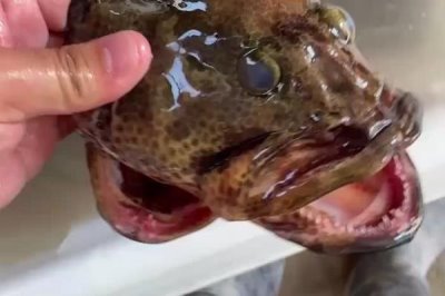 石斑鱼的产地在哪里,主要产地有浙江、广东、广西等