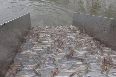 蛇鱼怎么养殖,每隔半个月换一次水