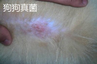 预防狗狗螨虫的方法,要经常给狗梳毛发或使用抗螨药物等