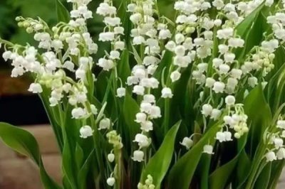 铃兰花苗的价格,因规格不同而有所差异