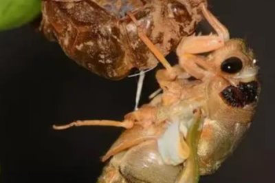 金蝉的养殖周期,一般为2-3年左右