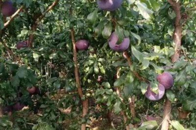 黑霸王李子苗的价格,一棵需要3-6元左右